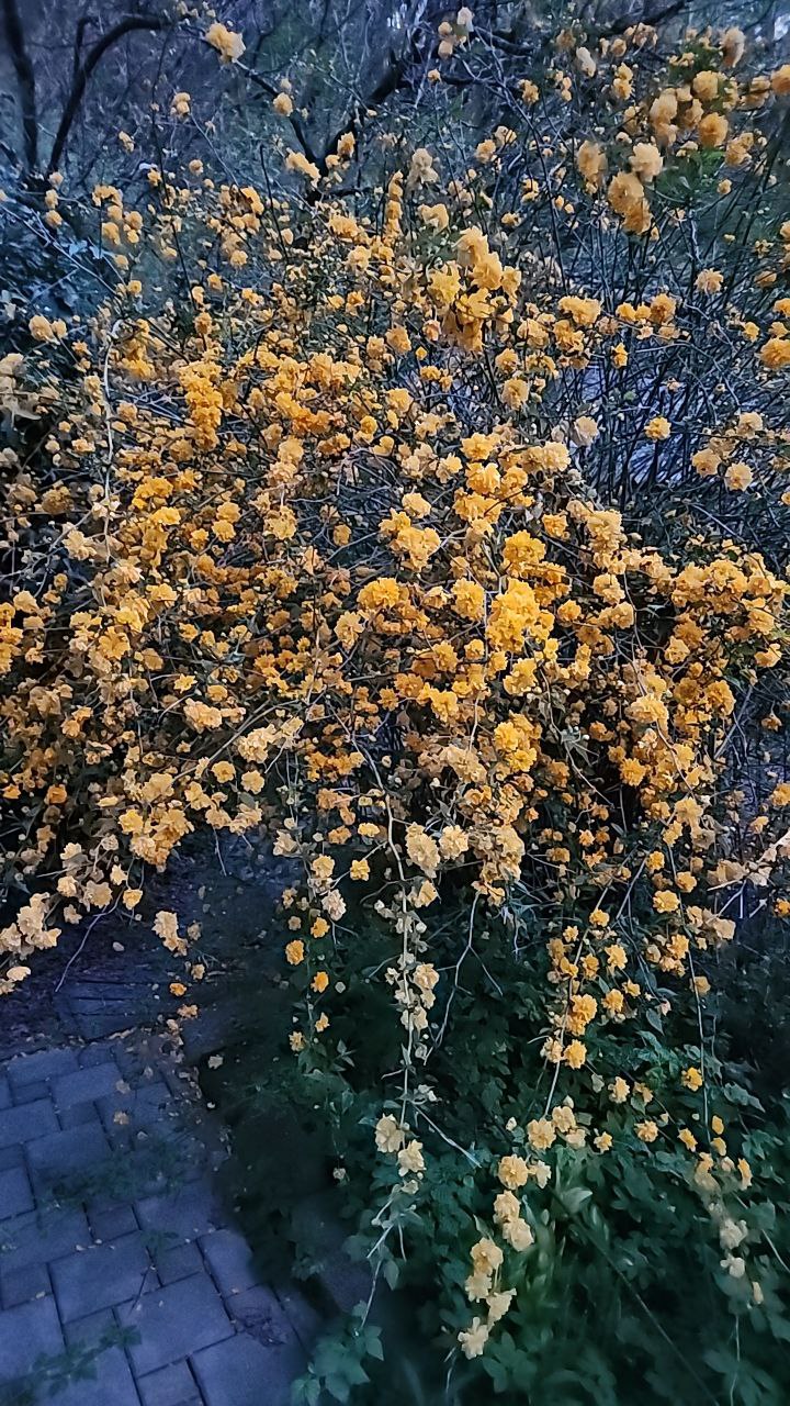 Цветы в нашем саду