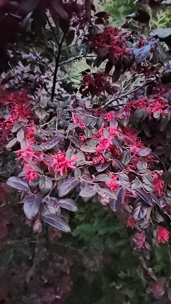 Цветы в нашем саду