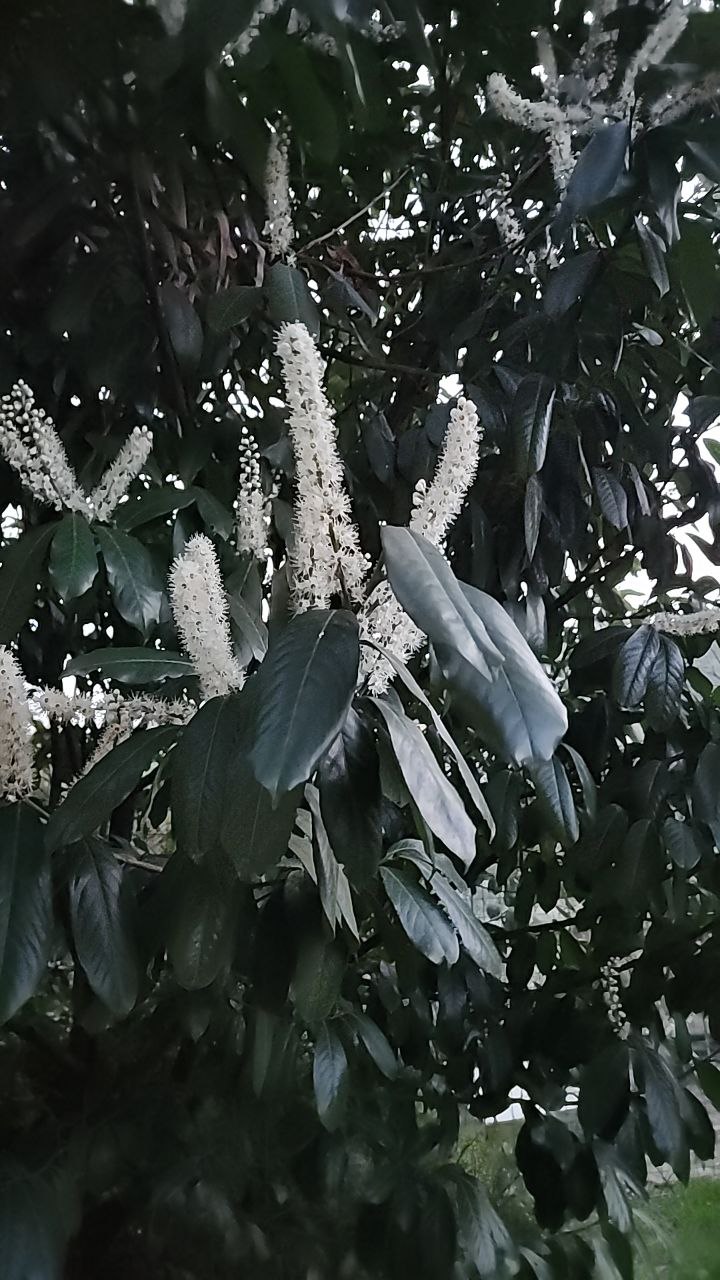 Цветы в нашем саду