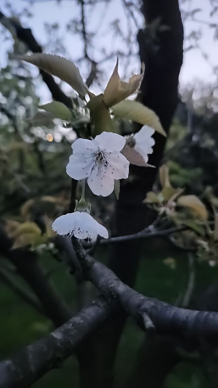 Цветы в нашем саду